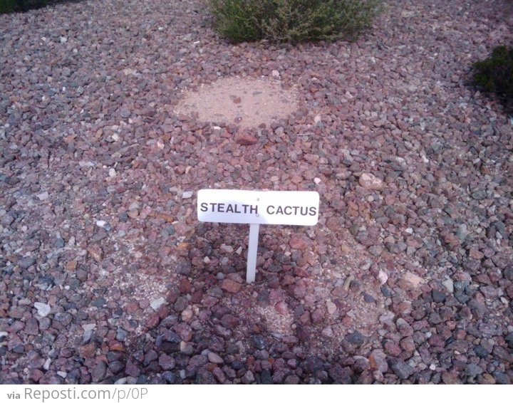 Stealth Cactus