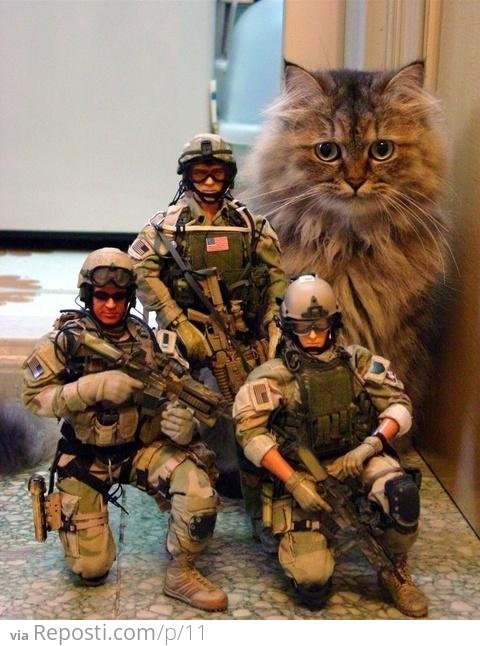 Commando Cat