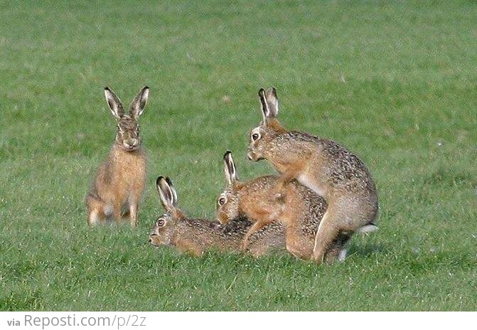 Rabbit Threesome