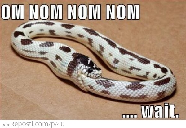Om Nom Nom Snake