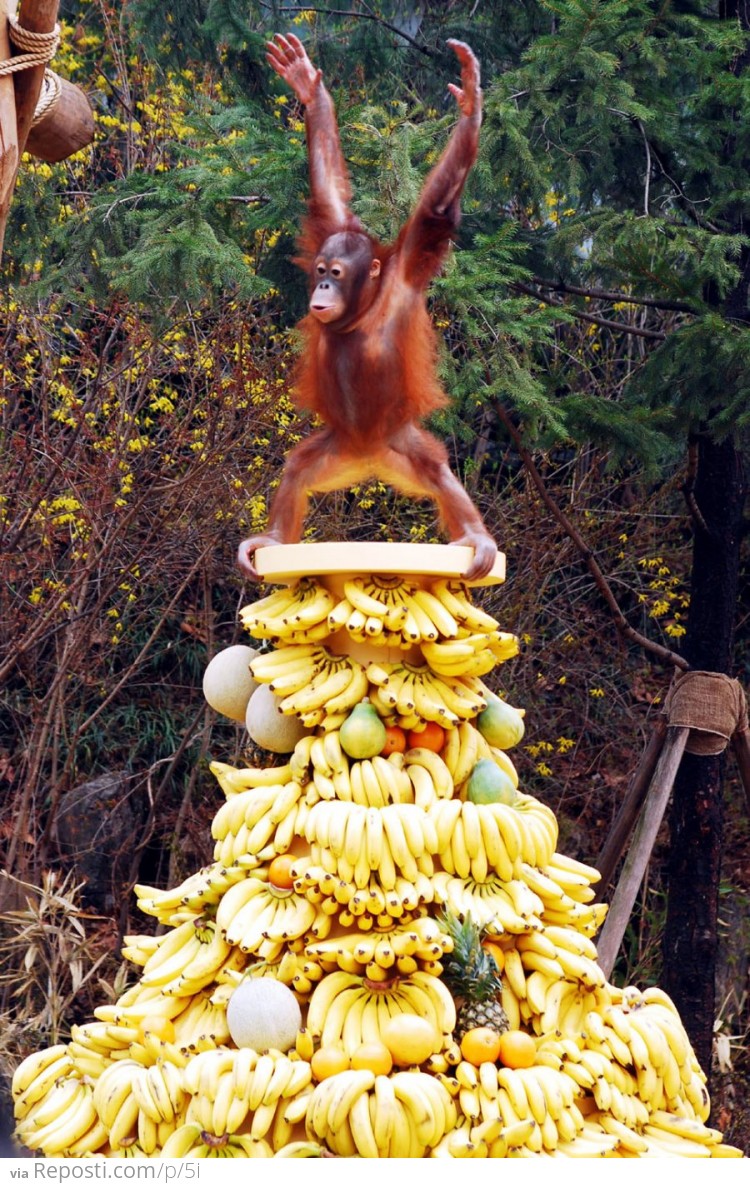 King of the Bananas