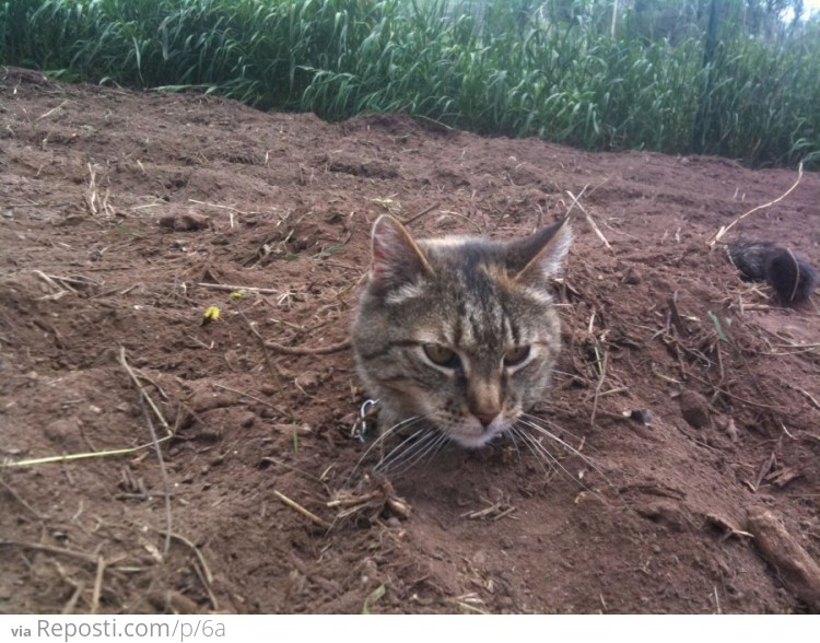 Buried Cat