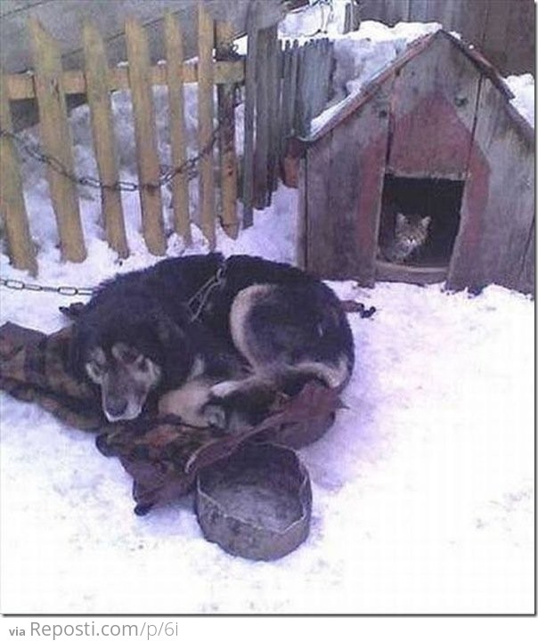 Cat In The Doghouse