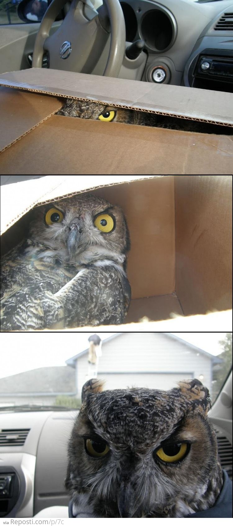 Box Owl