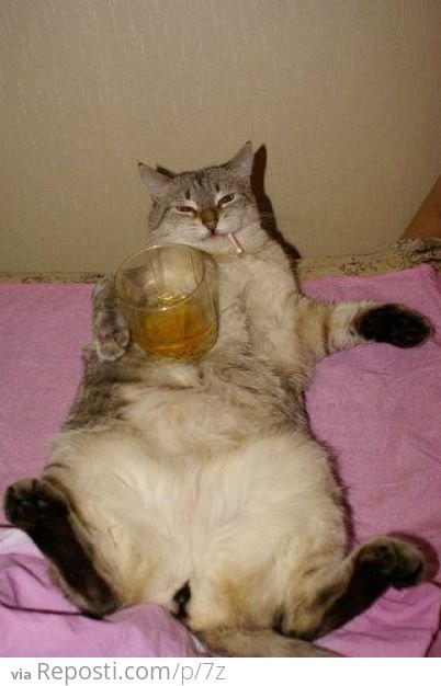Drunk Cat