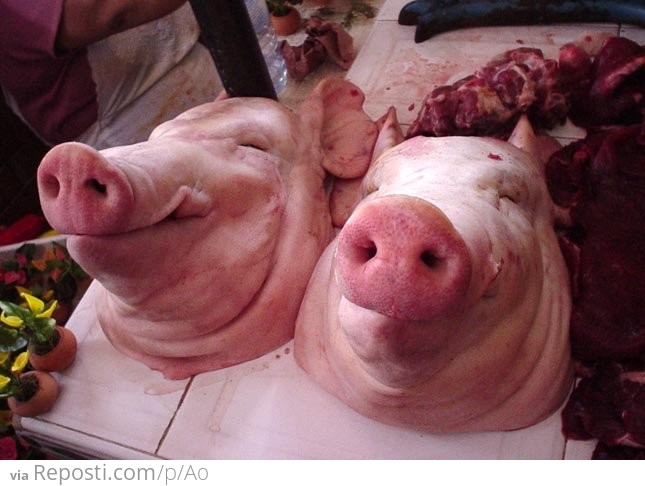 Smiling Pig Heads