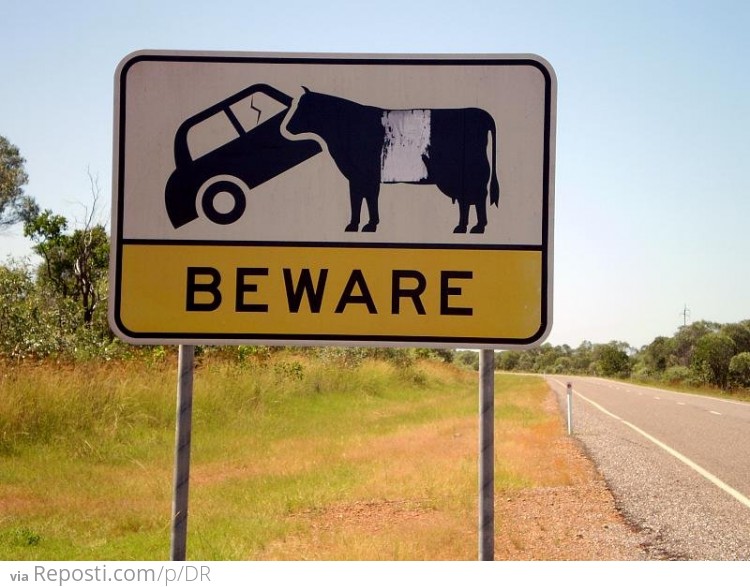 Beware Killer Bulls