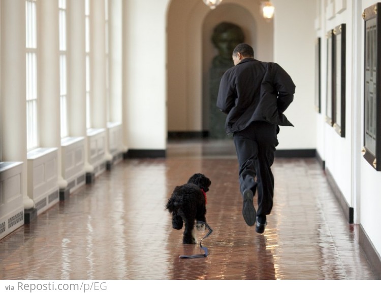 Obama's New Dog