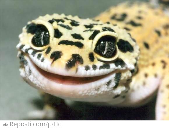Happy Lizard