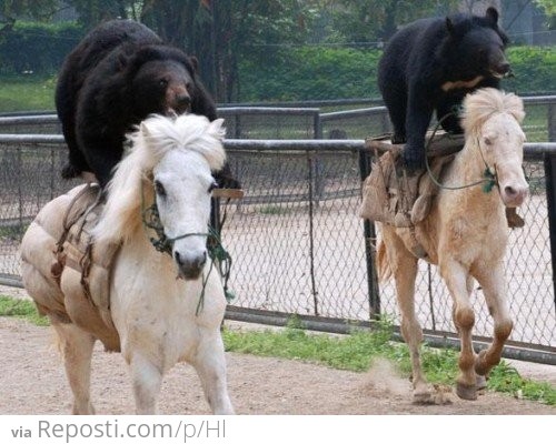 Bear Riding A Horse
