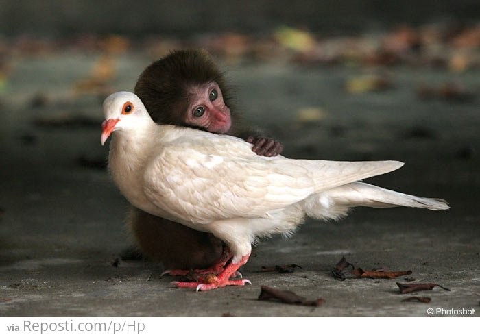 Pigeon and Monkey