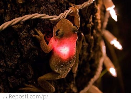 Frog Light