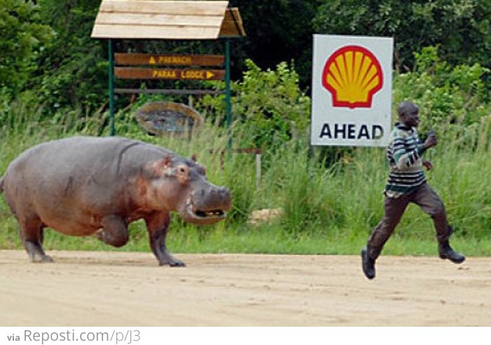 Hippo Chase