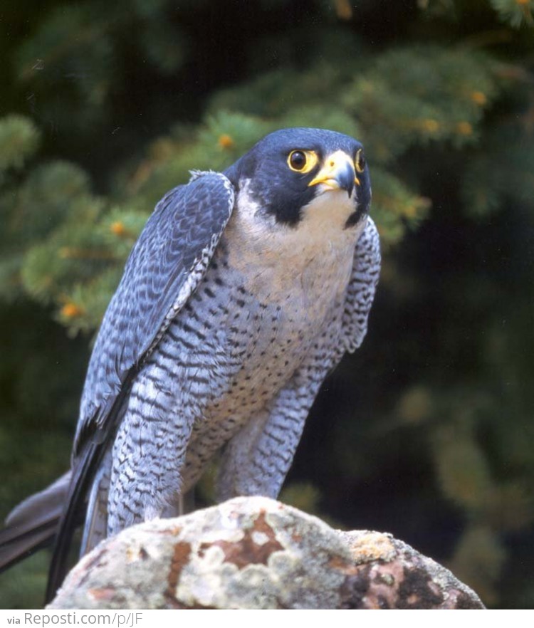 Scared Peregrine Falcon