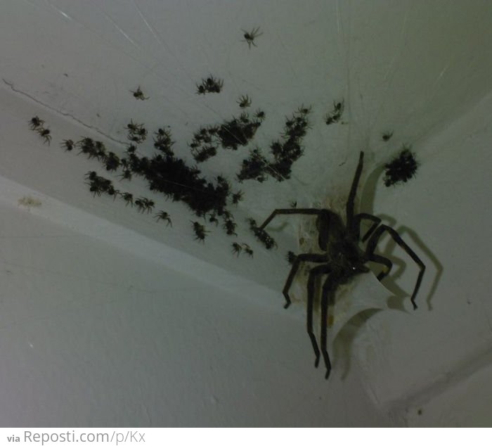 Massive Spider