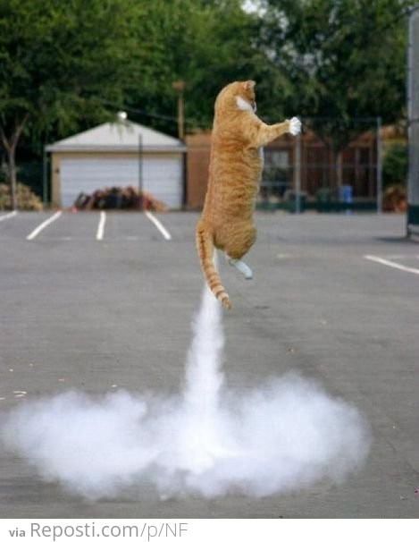 Rocket Cat