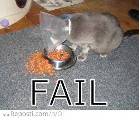 Hungry Cat Fail