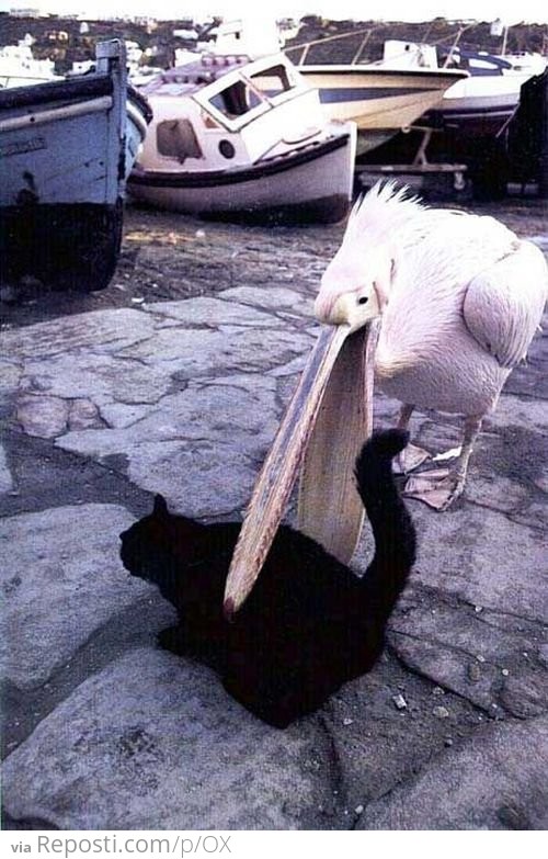 Pelican Eats A Cat
