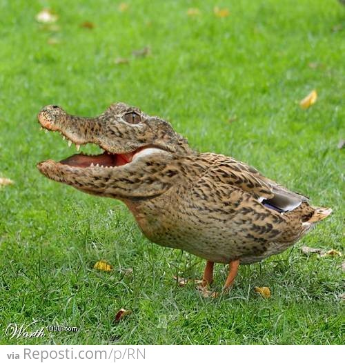 Alligator Duck