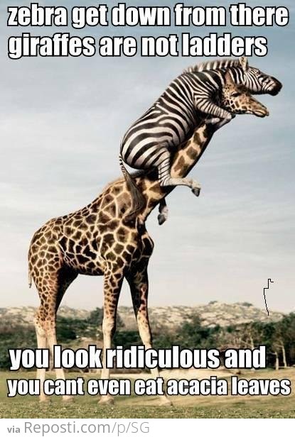 Zebra Giraffe