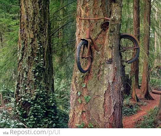 Tree Encasing A Bicycle