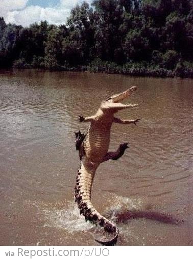 Flying Crocodile