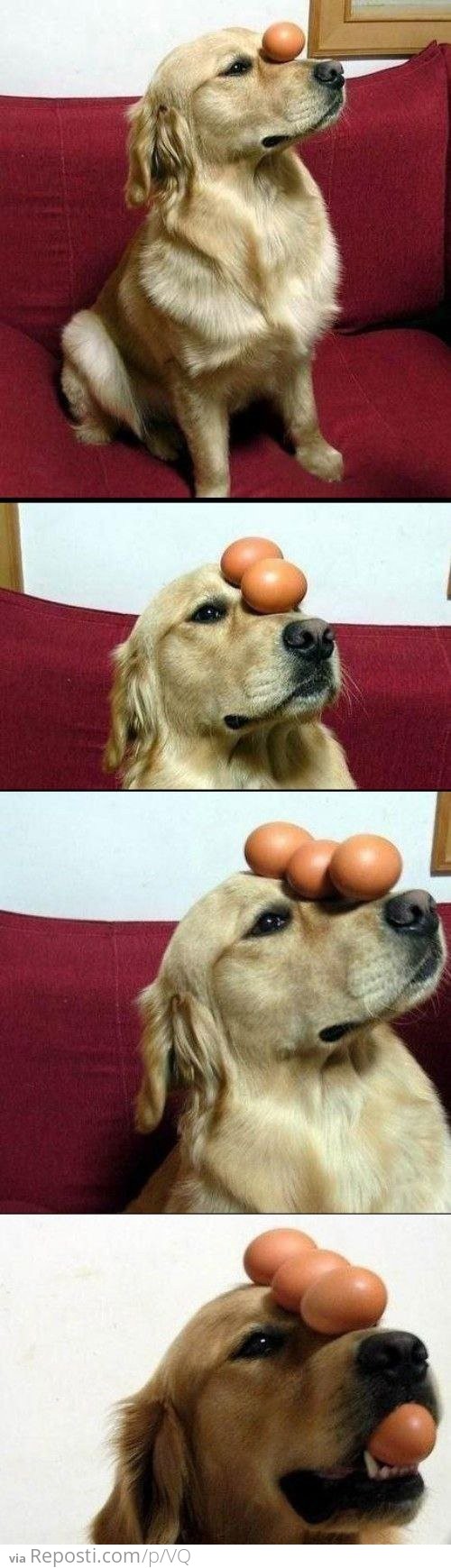 The Egg Ballancing Dog