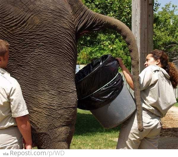 Elephant Bucket
