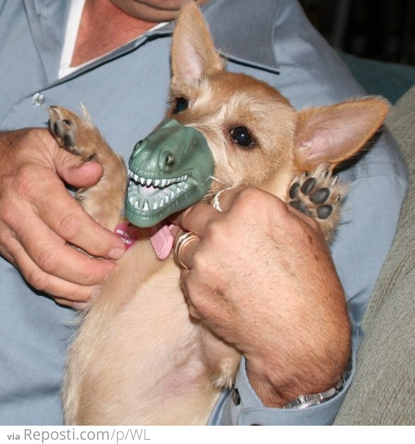 Dog With Dinosaur Mask