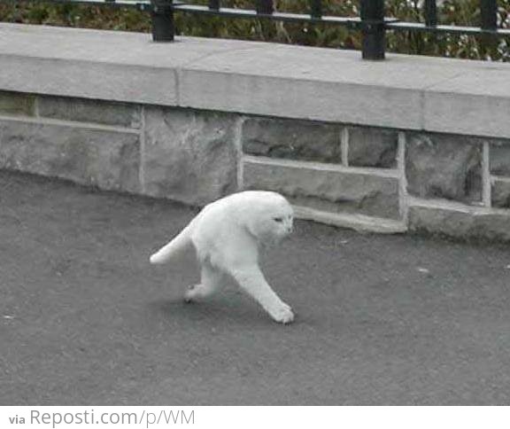 Bi-legged Cat.