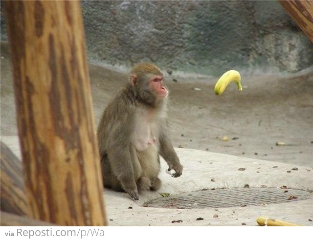Primate Catching Banana