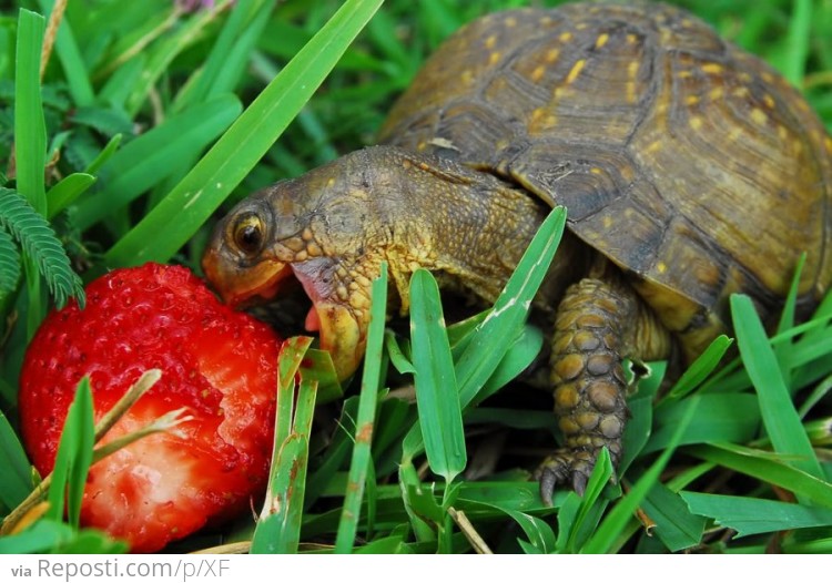 Turtle Likes Strawberries