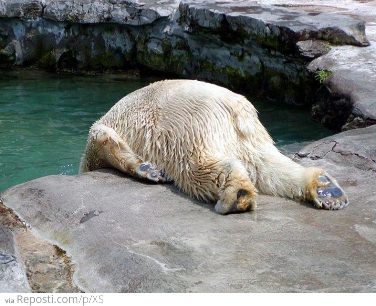 Tired Polar Bear