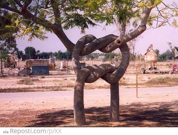 Tree Knot