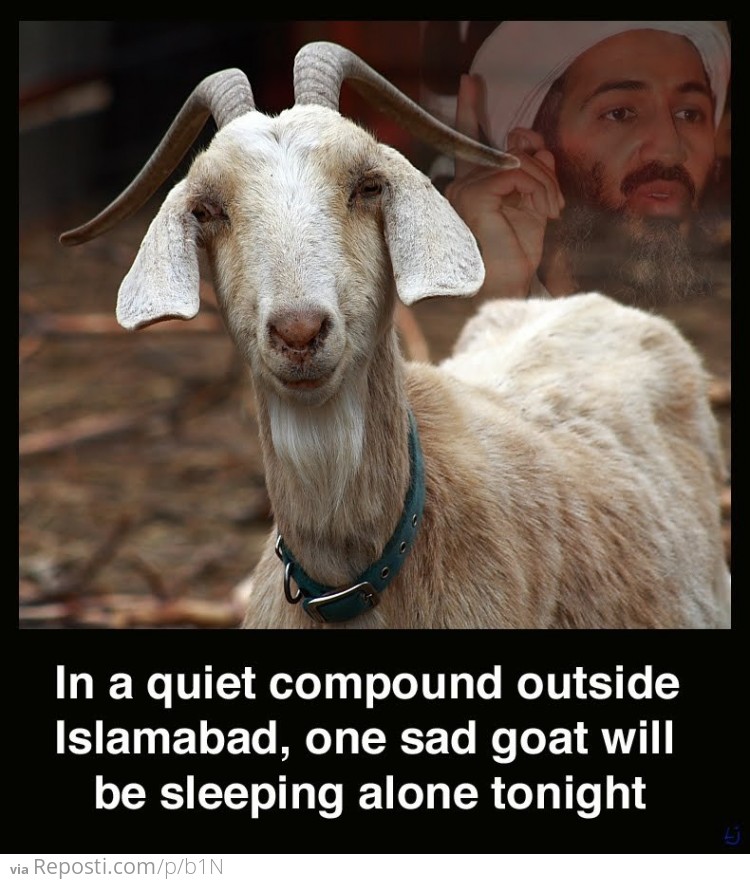 Sad Goat