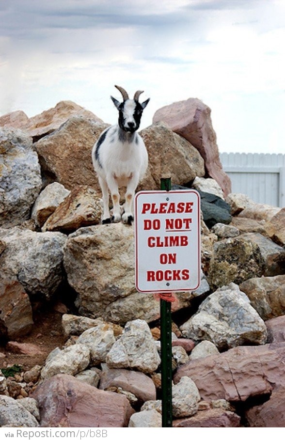 Rebel Goat