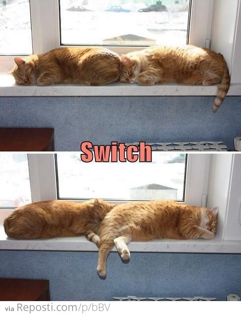 Cat Switch