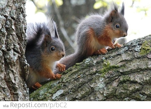 Cute And Fuzzy Squirrels