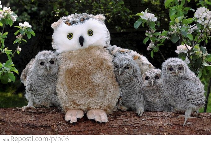 Surrogate Mother Owl