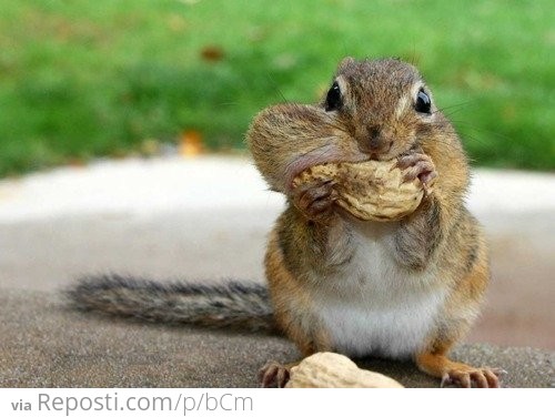 Squirrel With A Peanut