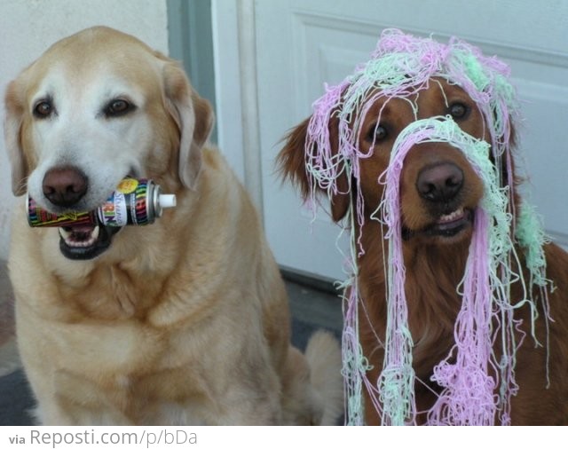 Silly String Dogs