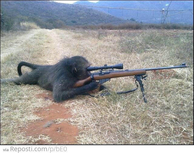 Monkey Snipers