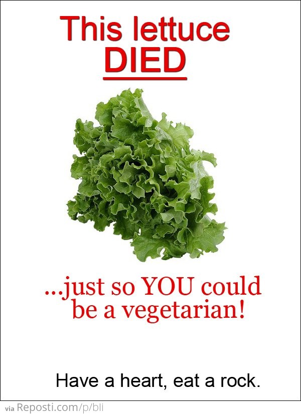 This Lettuce Died
