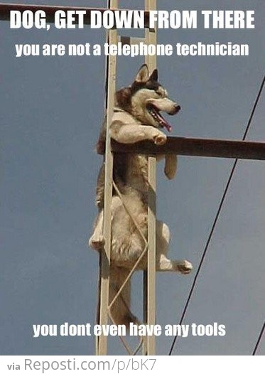 Dog, Get Down From There