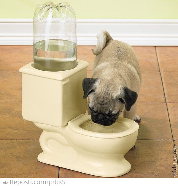 Mini Toilet For Dog