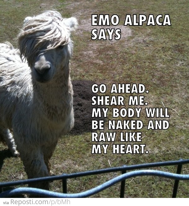 Emo Alpaca Says