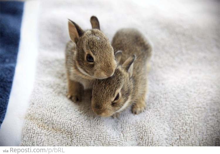 Cute Fuzzy Bunnies