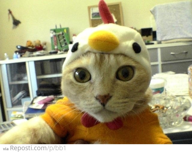 Chicken Cat