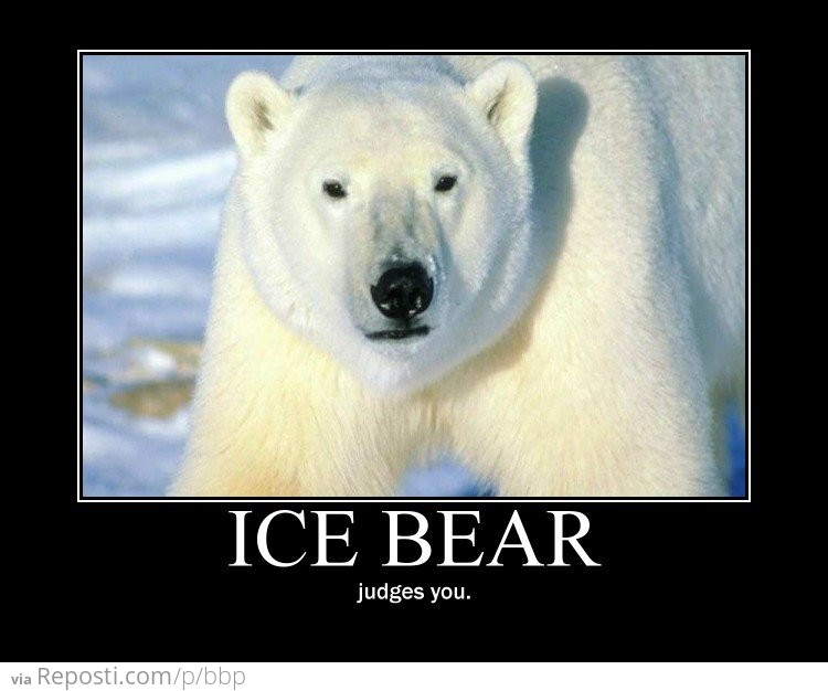 Ice Bear Judges You