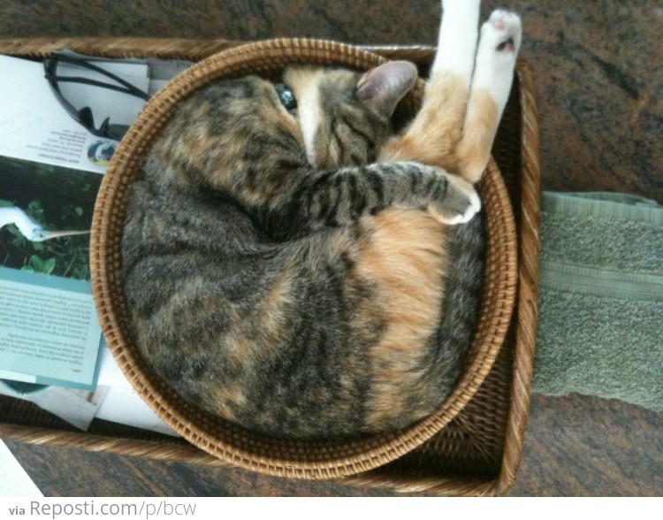 Basket Cat